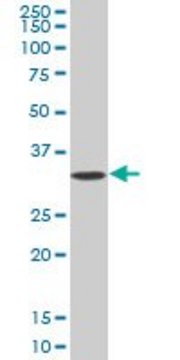 Anti-SLC25A5 antibody produced in mouse IgG fraction of antiserum, buffered aqueous solution