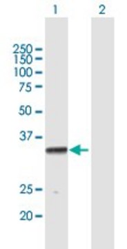 Anti-PROCR antibody produced in mouse purified immunoglobulin, buffered aqueous solution