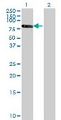 Monoclonal Anti-RXRB antibody produced in mouse clone 3C8, purified immunoglobulin, buffered aqueous solution