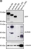 Monoclonal Anti-Green Fluorescent Protein (GFP) antibody produced in mouse clone GFP-20, ascites fluid