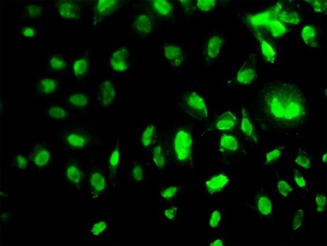 Monoclonal Anti-MEOX2 antibody produced in mouse clone 5A6, purified immunoglobulin, buffered aqueous solution