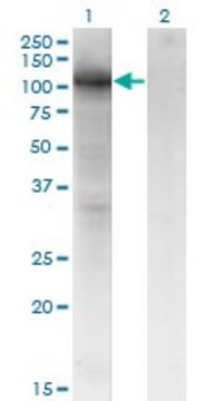 Monoclonal Anti-VCAM1 antibody produced in mouse clone 1H6, purified immunoglobulin, buffered aqueous solution