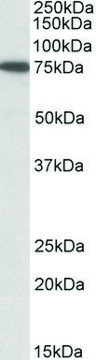 Anti-SNX1 antibody produced in goat affinity isolated antibody, buffered aqueous solution