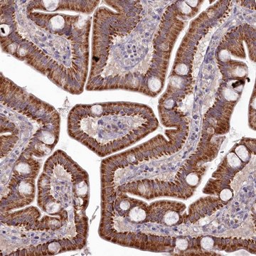 Anti-MICU2 antibody produced in rabbit Prestige Antibodies&#174; Powered by Atlas Antibodies, affinity isolated antibody, buffered aqueous glycerol solution