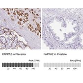 Anti-PAPPA2 antibody produced in rabbit Prestige Antibodies&#174; Powered by Atlas Antibodies, affinity isolated antibody, buffered aqueous glycerol solution