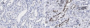 Anti-Lamin B1 Antibody, clone 6K22, ZooMAb&#174; Rabbit Monoclonal recombinant, expressed in HEK 293 cells