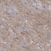Anti-GRIA3 antibody produced in rabbit Prestige Antibodies&#174; Powered by Atlas Antibodies, affinity isolated antibody, buffered aqueous glycerol solution