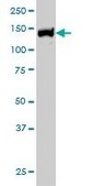 Monoclonal Anti-UBE4B antibody produced in mouse clone 8F9, purified immunoglobulin, buffered aqueous solution