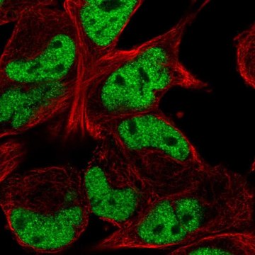 Anti-TCF12 antibody produced in rabbit Prestige Antibodies&#174; Powered by Atlas Antibodies, affinity isolated antibody