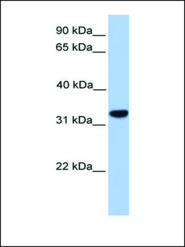 Anti-CACNG4 antibody produced in rabbit affinity isolated antibody