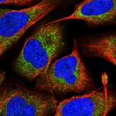 Anti-MRPS16 antibody produced in rabbit Prestige Antibodies&#174; Powered by Atlas Antibodies, affinity isolated antibody, buffered aqueous glycerol solution
