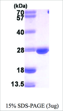 DHFR from mouse recombinant, expressed in E. coli, &#8805;95% (SDS-PAGE)