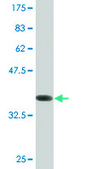 Monoclonal Anti-DIP13B antibody produced in mouse clone 1C10, purified immunoglobulin, buffered aqueous solution