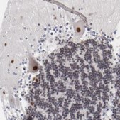 Anti-OGFOD1 antibody produced in rabbit Prestige Antibodies&#174; Powered by Atlas Antibodies, affinity isolated antibody, buffered aqueous glycerol solution