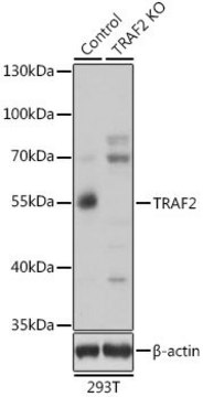 Anti-TRAF2 antibody produced in rabbit