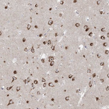 Anti-MARS2 antibody produced in rabbit Prestige Antibodies&#174; Powered by Atlas Antibodies, affinity isolated antibody, buffered aqueous glycerol solution