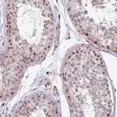 Anti-BRD3 antibody produced in rabbit Prestige Antibodies&#174; Powered by Atlas Antibodies, affinity isolated antibody, buffered aqueous glycerol solution