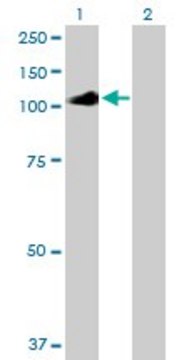 Anti-IL12RB2 antibody produced in mouse purified immunoglobulin, buffered aqueous solution