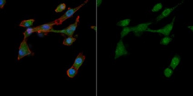 Anti-VEGF Antibody, Alexa Fluor&#8482; 488 Conjugate from rabbit, ALEXA FLUOR&#8482; 488
