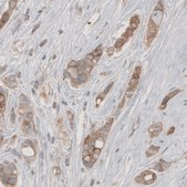 Monoclonal Anti-HMGCR antibody produced in mouse Prestige Antibodies&#174; Powered by Atlas Antibodies, clone CL0259, purified immunoglobulin, buffered aqueous glycerol solution