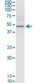 Monoclonal Anti-KCNJ15 antibody produced in mouse clone 1F8, purified immunoglobulin, buffered aqueous solution