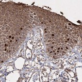 Anti-PRC1 antibody produced in rabbit Prestige Antibodies&#174; Powered by Atlas Antibodies, affinity isolated antibody, buffered aqueous glycerol solution