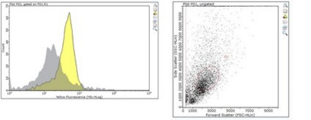 Anti-HLA-DRB3 from rabbit, purified by affinity chromatography