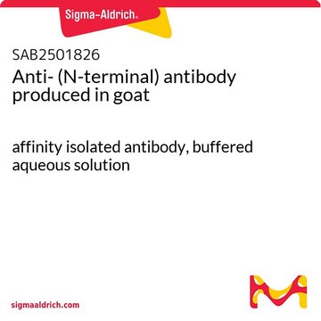 Anti- (N-terminal) antibody produced in goat affinity isolated antibody, buffered aqueous solution