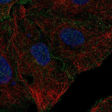 Anti-CD99L2 antibody produced in rabbit Prestige Antibodies&#174; Powered by Atlas Antibodies, affinity isolated antibody