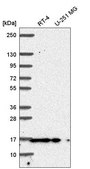 Anti-PIN1 antibody produced in rabbit Prestige Antibodies&#174; Powered by Atlas Antibodies, affinity isolated antibody