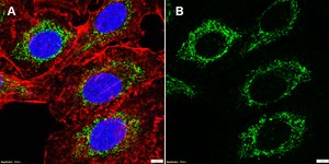 Anti-Smac/DIABLO Antibody, clone 2B9 ZooMAb&#174; Rabbit Monoclonal recombinant, expressed in HEK 293 cells