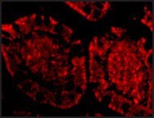 Anti-ZBP1 antibody produced in rabbit affinity isolated antibody, buffered aqueous solution
