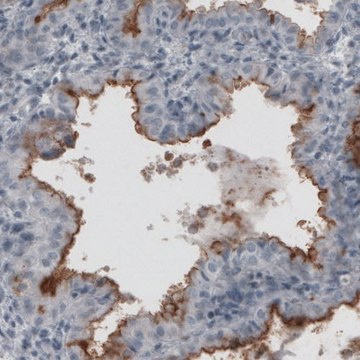 Monoclonal Anti-MUC16 antibody produced in mouse Prestige Antibodies&#174; Powered by Atlas Antibodies, clone CL2782, purified immunoglobulin