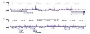 Anti-Histone H2A.Z Antibody (C-term) from rabbit, purified by affinity chromatography
