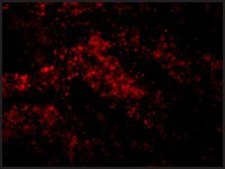 Anti-SMAC antibody produced in rabbit affinity isolated antibody, buffered aqueous solution