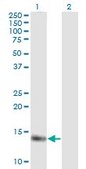Monoclonal Anti-MB antibody produced in mouse clone 4F8, purified immunoglobulin, buffered aqueous solution