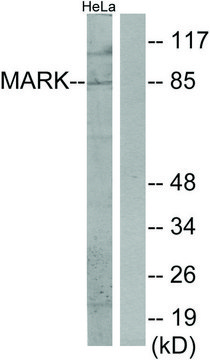 Anti-MARK antibody produced in rabbit affinity isolated antibody