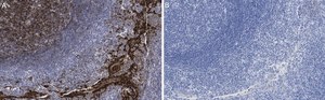 Anti-Clusterin Antibody, clone 2F23 ZooMAb&#174; Rabbit Monoclonal recombinant, expressed in HEK 293 cells