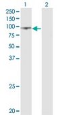 Monoclonal Anti-UMOD antibody produced in mouse clone 3F10, purified immunoglobulin, buffered aqueous solution