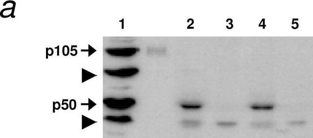 Anti-Huntingtin Protein Antibody, a.a. 2146-2541, clone HU-2E8 ascites fluid, clone HU-2E8, Chemicon&#174;