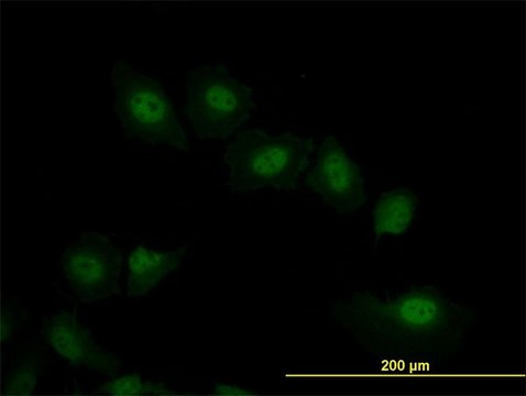 Monoclonal Anti-VRK2 antibody produced in mouse clone 3B10, purified immunoglobulin, buffered aqueous solution