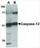 Anti-CASPASE-12 (ab1) antibody produced in rabbit affinity isolated antibody, buffered aqueous solution