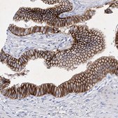 Anti-GPN1 antibody produced in rabbit Prestige Antibodies&#174; Powered by Atlas Antibodies, affinity isolated antibody, buffered aqueous glycerol solution