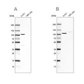 Anti-CTNND1 antibody produced in rabbit Prestige Antibodies&#174; Powered by Atlas Antibodies, affinity isolated antibody, buffered aqueous glycerol solution