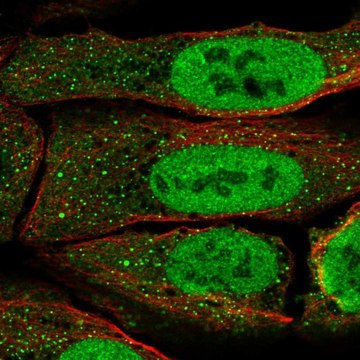 Anti-PAX5 antibody produced in rabbit Prestige Antibodies&#174; Powered by Atlas Antibodies, affinity isolated antibody