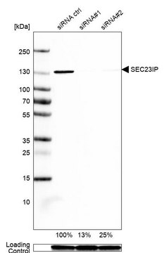 Anti-SEC23IP antibody produced in rabbit Prestige Antibodies&#174; Powered by Atlas Antibodies, affinity isolated antibody, buffered aqueous glycerol solution