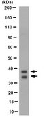 Anti-RagA/B Antibody, clone 1H7.1 clone 1H7.1, from mouse