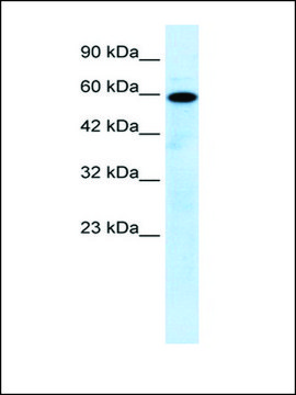 Anti-MCOLN1 antibody produced in rabbit affinity isolated antibody