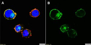 Anti-CD33/Siglec-3 Antibody, clone 1D10 ZooMAb&#174; Rabbit Monoclonal recombinant, expressed in HEK 293 cells