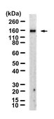 Anti-CD42b/GP1BA Antibody, clone 1C9 ZooMAb&#174; Rabbit Monoclonal recombinant, expressed in HEK 293 cells